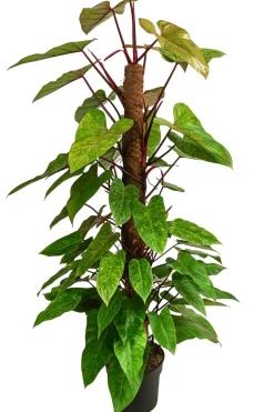 Baumfreund - Philodendron 'Painted Lady'