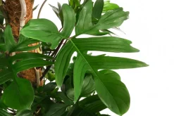 Baumfreund - Philodendron pedatum
