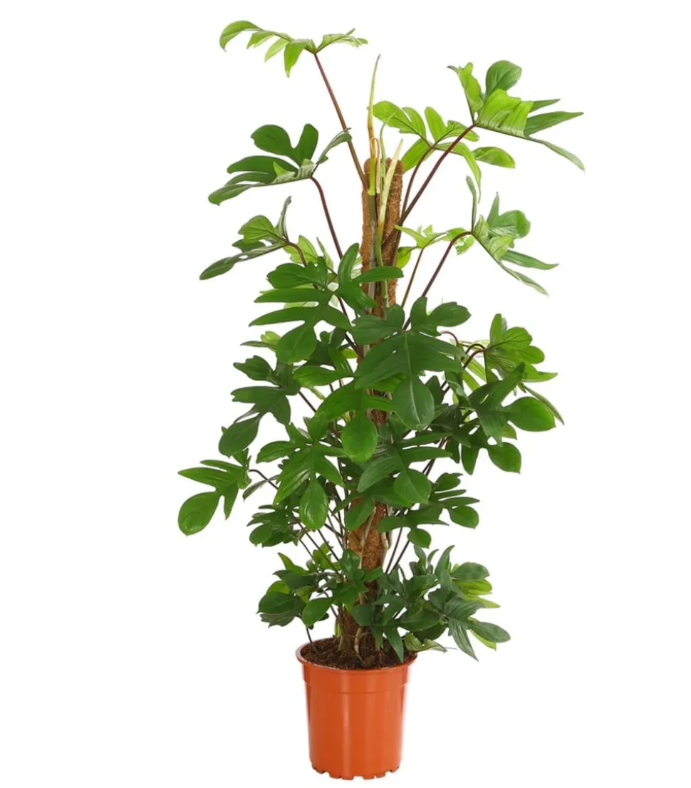 Baumfreund - Philodendron pedatum