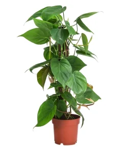 Baumfreund - Philodendron scandens am Kratistestab