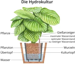 Baumfreund - Philodendron scandens, Hydrokultur