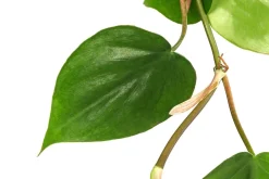 Baumfreund - Philodendron scandens, Hydrokultur