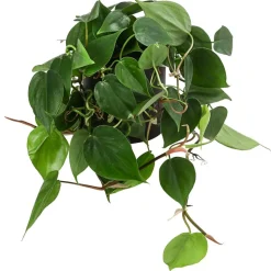 Baumfreund - Philodendron scandens, Hydrokultur