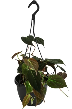 Baumfreund - Philodendron scandens 'Micans'