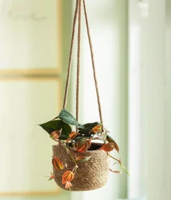 Baumfreund - Philodendron scandens 'Micans'