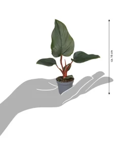 Baumfreund - Philodendron serpens