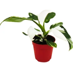 Baumfreund - Philodendron 'White Princess'
