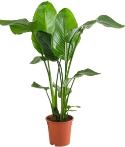 Baumstrelitzie - Strelitzia nicolai