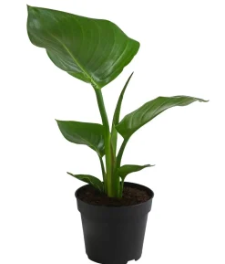 Baumstrelitzie - Strelitzia nicolai