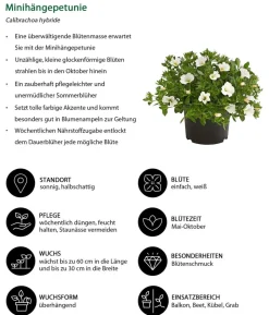 Beet- & Balkonpflanzen-Set Balkonidylle, 6-teilig