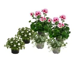 Beet- & Balkonpflanzen-Set Balkonidylle, 6-teilig