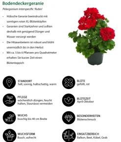 Beet- & Balkonpflanzen-Set Balkonliebe, 6-teilig