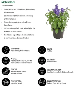 Beet- & Balkonpflanzen-Set Biene, 6-teilig