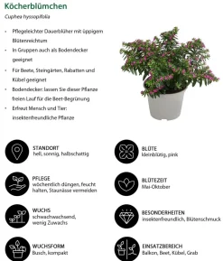 Beet- & Balkonpflanzen-Set Biene, 6-teilig