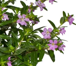 Beet- & Balkonpflanzen-Set Biene, 6-teilig