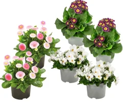 Beet- & Balkonpflanzen-Set Bonbon, 6-teilig