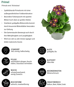 Beet- & Balkonpflanzen-Set Bonbon, 6-teilig
