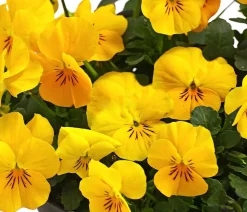 Beet- & Balkonpflanzen-Set Bunter Frühling, 6-teilig