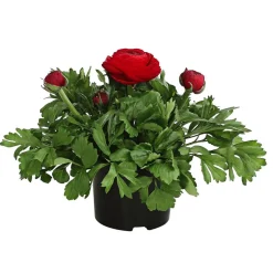 Beet- & Balkonpflanzen-Set Bunter Frühling, 6-teilig