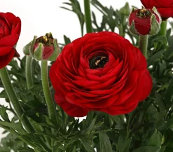 Beet- & Balkonpflanzen-Set Bunter Frühling, 6-teilig