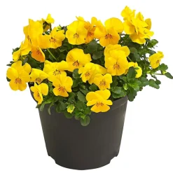Beet- & Balkonpflanzen-Set Bunter Frühling, 6-teilig