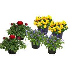 Beet- & Balkonpflanzen-Set Bunter Frühling, 6-teilig