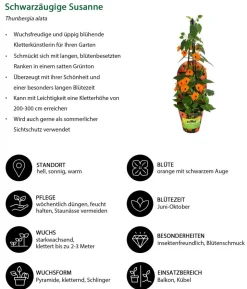 Beet- & Balkonpflanzen-Set Die Himmlischen, 3-teilig