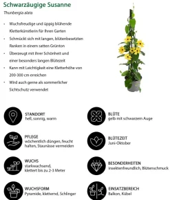 Beet- & Balkonpflanzen-Set Die Himmlischen, 3-teilig