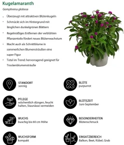 Beet- & Balkonpflanzen-Set Extravaganz, 6-teilig
