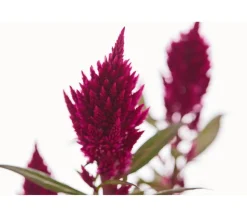 Beet- & Balkonpflanzen-Set Extravaganz, 6-teilig