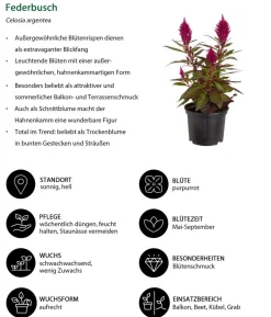 Beet- & Balkonpflanzen-Set Extravaganz, 6-teilig