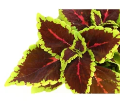 Beet- & Balkonpflanzen-Set Farbexplosion, 6-teilig