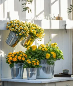 Beet- & Balkonpflanzen-Set Gelber Frühling, 6-teilig