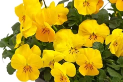 Beet- & Balkonpflanzen-Set Gelber Frühling, 6-teilig