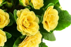 Beet- & Balkonpflanzen-Set Gelber Frühling, 6-teilig