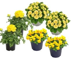 Beet- & Balkonpflanzen-Set Gelber Frühling, 6-teilig