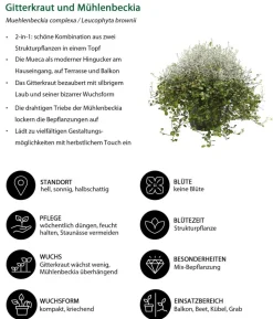 Beet- & Balkonpflanzen-Set Herbstglück, 6-teilig