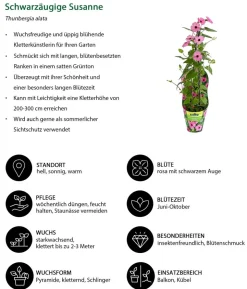 Beet- & Balkonpflanzen-Set Himmelsblühen, 3-teilig