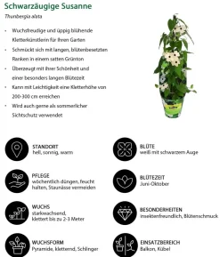 Beet- & Balkonpflanzen-Set Himmelsblühen, 3-teilig
