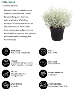 Beet- & Balkonpflanzen-Set Morgentau, 6-teilig