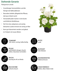 Beet- & Balkonpflanzen-Set Märchenhaft, 6-teilig