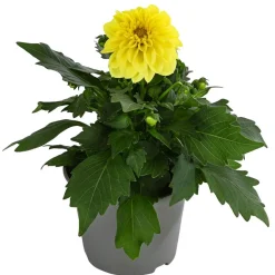 Beet- & Balkonpflanzen-Set Naturgarten, 6-teilig