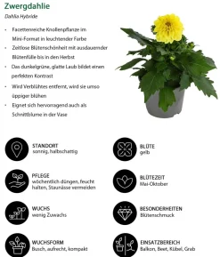 Beet- & Balkonpflanzen-Set Naturgarten, 6-teilig