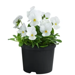 Beet- & Balkonpflanzen-Set Oranger Frühling, 11-teilig