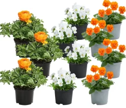Beet- & Balkonpflanzen-Set Oranger Frühling, 11-teilig