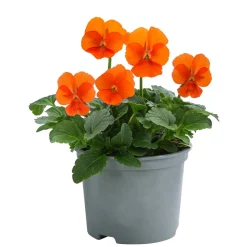 Beet- & Balkonpflanzen-Set Oranger Frühling, 11-teilig