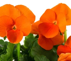 Beet- & Balkonpflanzen-Set Oranger Frühling, 11-teilig
