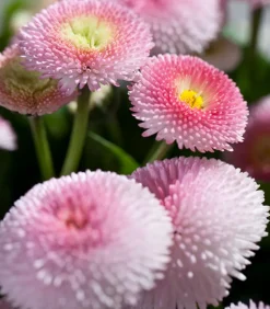 Beet- & Balkonpflanzen-Set Rosa Frühling, 6-teilig