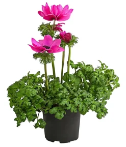 Beet- & Balkonpflanzen-Set Rosa Frühling, 6-teilig