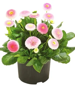 Beet- & Balkonpflanzen-Set Rosa Frühling, 6-teilig